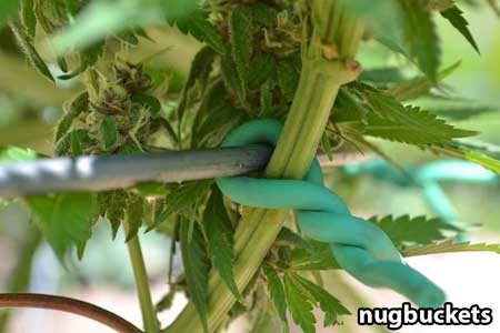 Use soft ties to secure your colas to the ring, and you'll be able to 