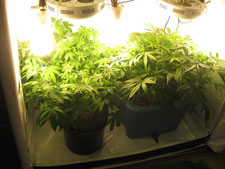 An example of a vegetative tent. This tent uses about 400w of LED and CFLs combined.