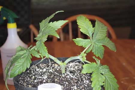 A marijuana seedling which has been main-lined