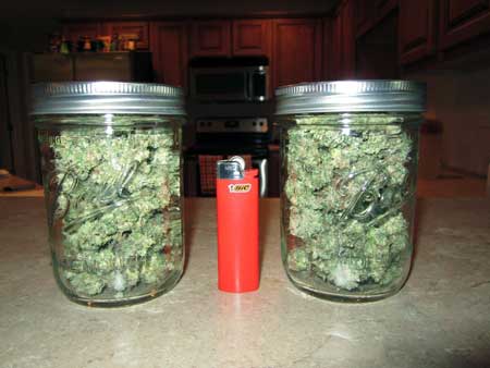Example of a Space Buckets Harvest - White Widow buds jarred up