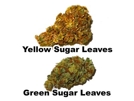 Example of a bud with yellow spots as a result of yellow sugar leaves vs a more cosmetically pleasing green sugar leaves