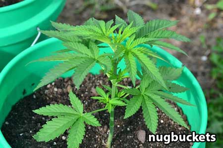 This marijuana seedling is ready for main-lining - Nugbuckets