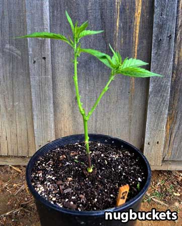 Main-lined clone after trimming - pic by Nugbuckets