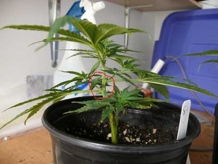 This clone is growing with non-symmetrical nodes, but she still can be main-lined