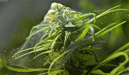 A marijuana bud covered in webbing from spider mites. Noooooo