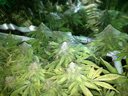 Extreme spider mite damage - marijuana colas are literally covered in spider mite webs