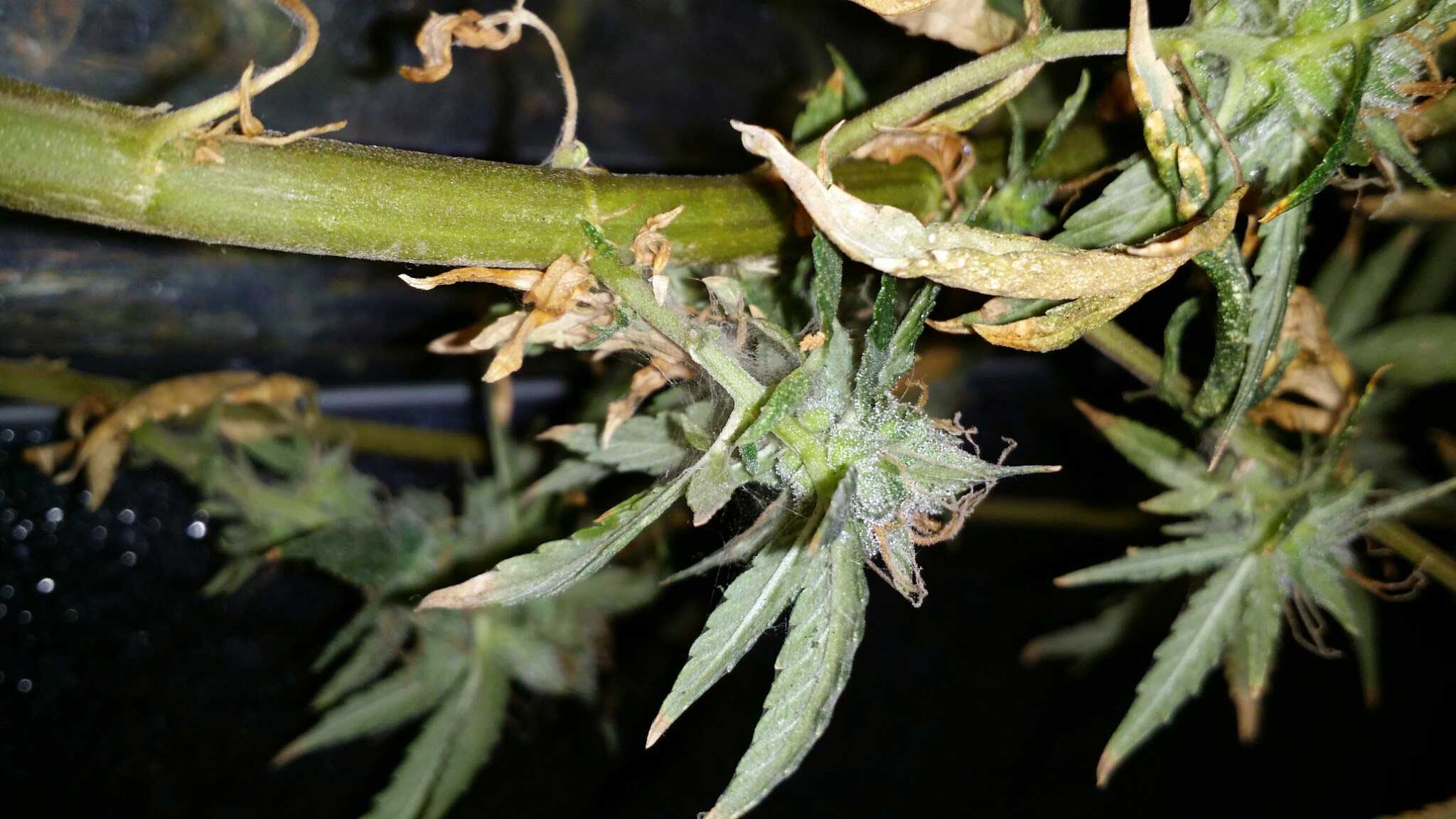 Spider Mites Cannabis How To Identify Get Rid Of Them Quickly