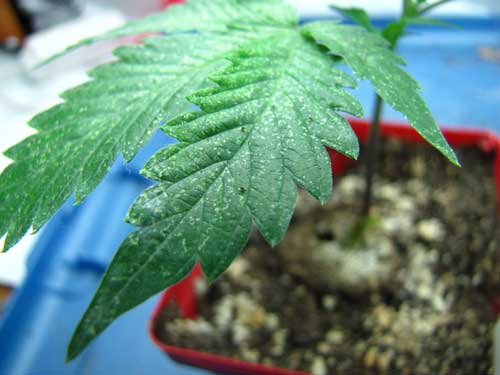 This cannabis leaf shows the first signs of spider mites - click for a closer look!