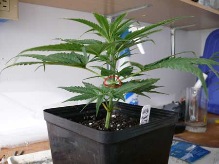 Symmetrical marijuana clone is perfect candidate for main-lining