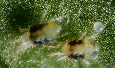 Extreme close up of the two-spotted spider mite - Tetranychus urticae - a marijuana grower's worst garden pest