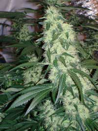 Stealthy pot growers can produce huge colas like this one!