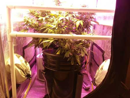 Critical Hog strain - See the ScrOG setup from the side