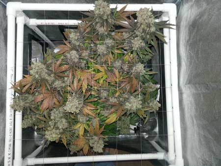 Critical Hog marijuana plant just before harvest - Grown in DWC bucket with ScrOG - DenverGrows