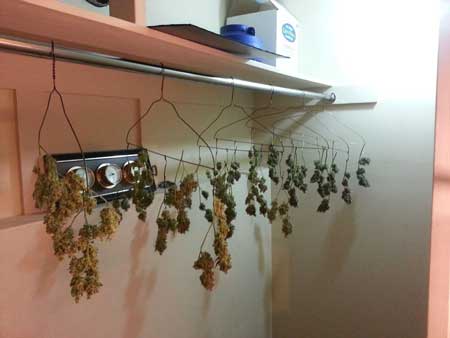Critical hog marijuana harvest - drying in my closet on hangers