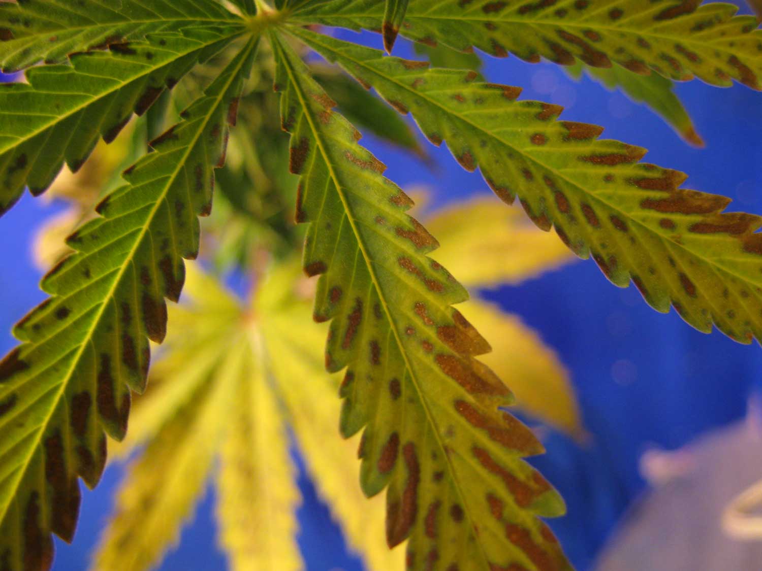 marijuana leaf marijuana leaf
