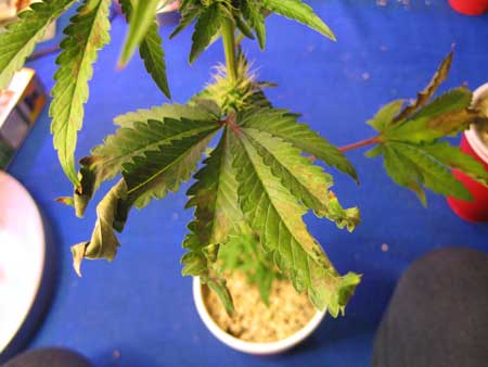 Marijuana clone 5 - Taco leaves, brown edges and brown spots