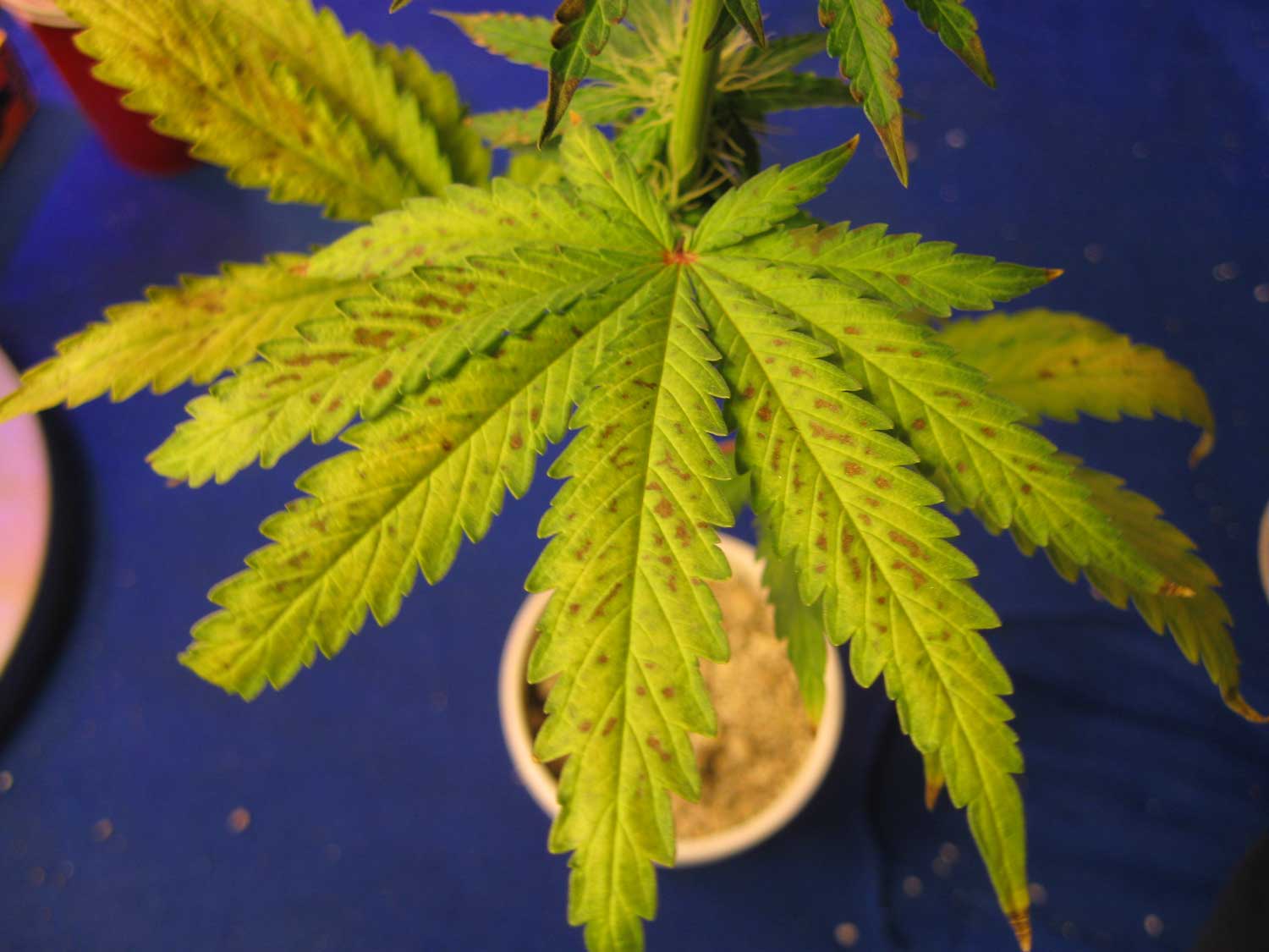 Цвет листьев марихуаны дота hydra