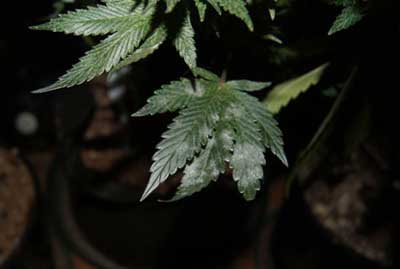 White powdery mold growing on cannabi leaves like spots of flour