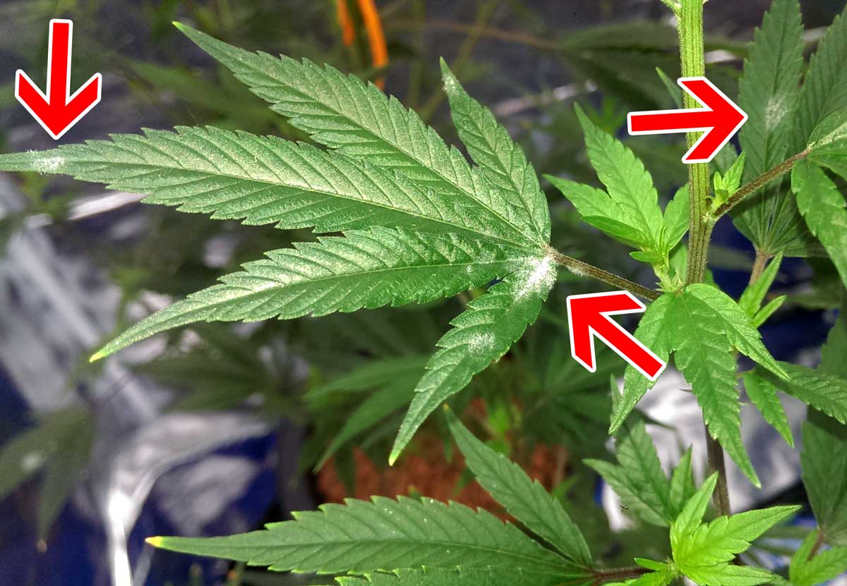 List of 16 White fungus on weed leaves 8 White Powdery Mildew on Cannabis Plants - Identification & Solution!