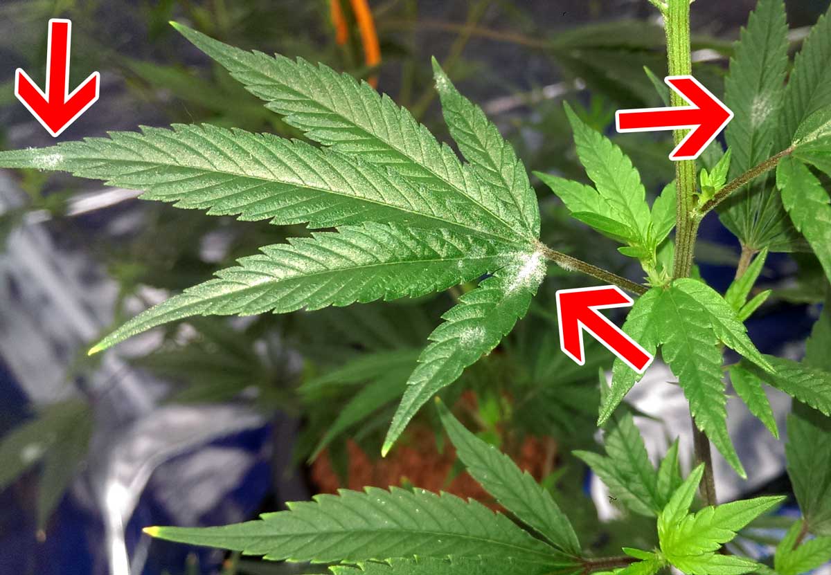 White Powdery Mildew on Cannabis Plants - Identification & Solution!