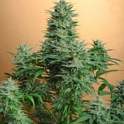 mildew powdery papaya leaves cannabis powder strain leaf sm disease rid weed resistant