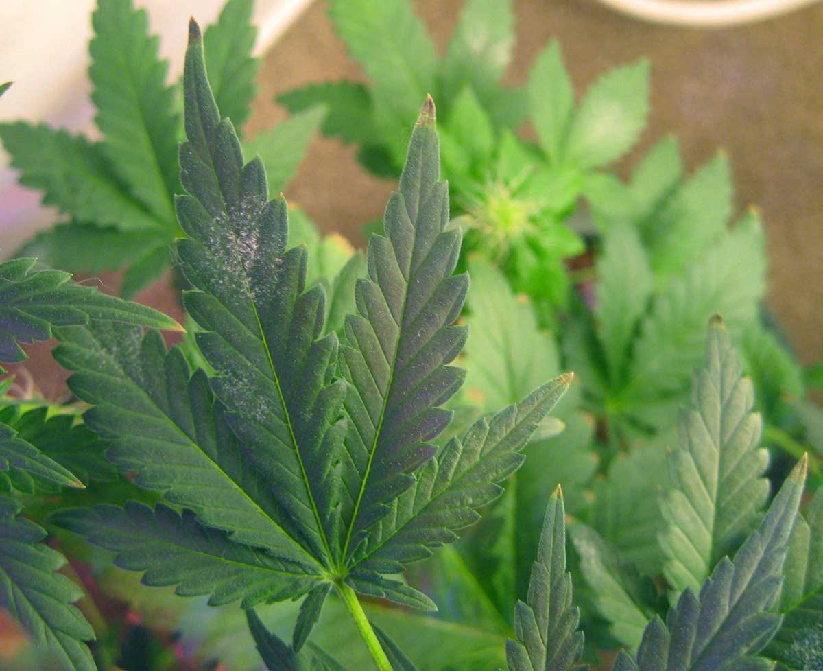 How To Get Rid Of White Powdery Mildew Grow Weed Easy Luckily The Issue Was Easily Resolved Because It Early And White Powdery Mildew Is Completely Reversible Up To A Point