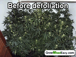 Defoliation before, after and 8 days later.