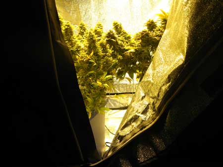 A sneak peak into Sirius' flowering cannabis grow tent