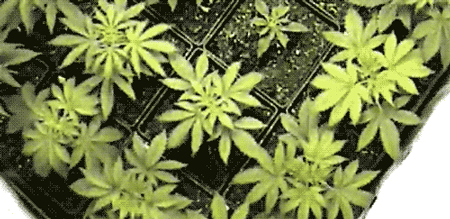 Cannabis growing time-lapse - moving gif