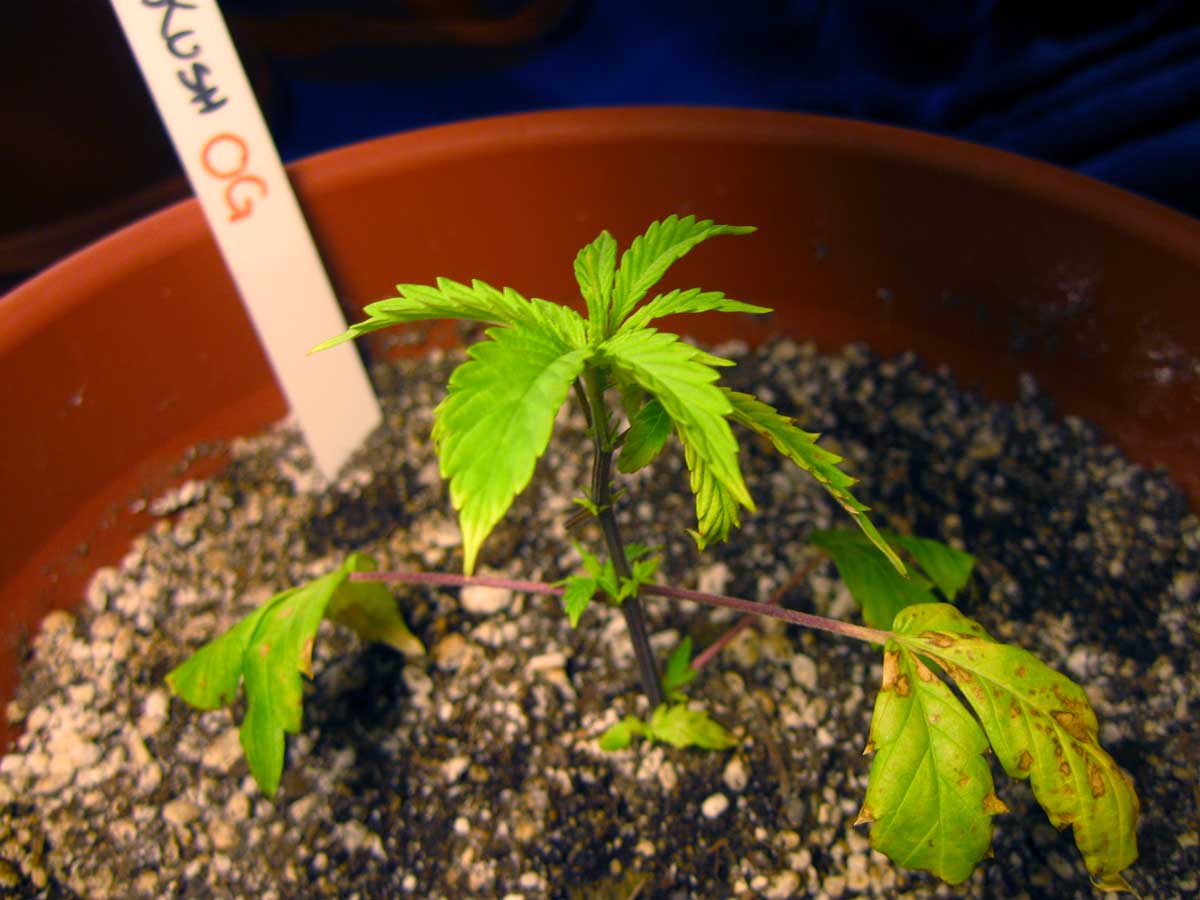 How To Fix Cannabis Stems That Turn Purple Grow Weed Easy how-to-fix-cannabis-stems-that-turn-purple-grow-weed-easy