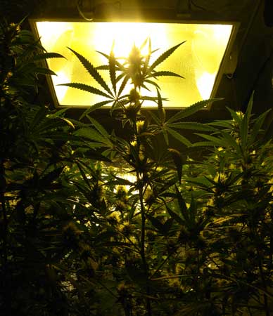 A look up to the 600W HPS which is providing energy to all the plants in the grow tent