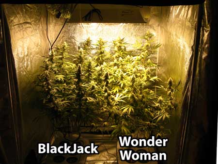 A view of the grow tent after the plants have been flowering for about 1 month