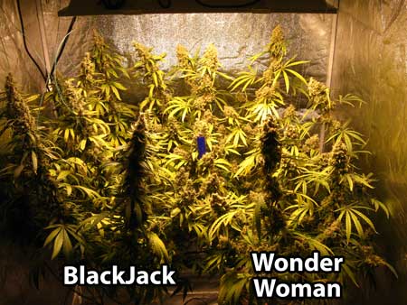 Nutrients needed to grow hydroponic weed