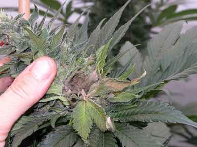 Bud rot / gray mold can happen as a result of too-high humidity in the flowering stage