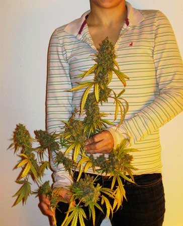 Huge cola from the White Widow cannabis plant