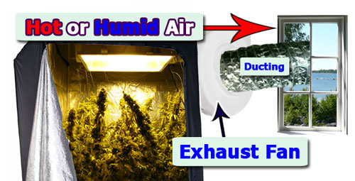 Growing marijuana in high humidity