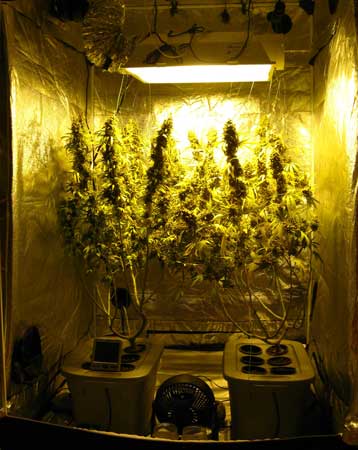 A view of the cannabis grow tent on harvest day! These two plants each produced over 10 ounces of bud