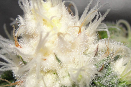 A closeup of the bleached part of a cannabis bud that was given too high levels of light