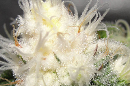 Light-bleached cannabis buds may turn pure white. This is the result of the grow light being too close.