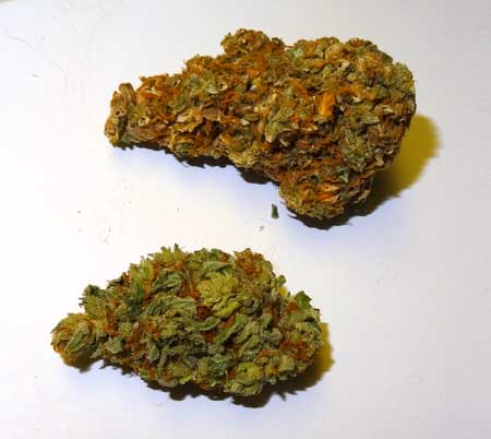 Light burned cannabis bud on top, and healthy cannabis bud below. The light burned bud has a brownish appearance, and yellow spots at the tops of sugar leaves