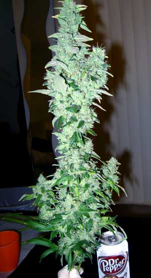 Sour Diesel: speaks for itself!