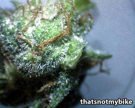 Beautiful macro pic of trichomes from cannabis bud - Trophy picture by thatsnotmybike