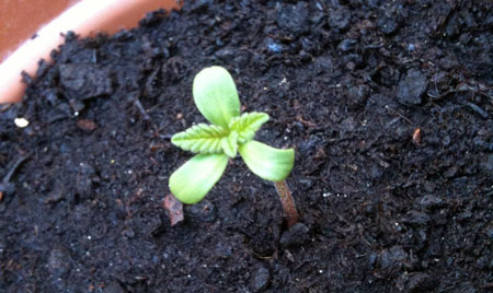 3-leaf marijuana seedling emerges from the soil