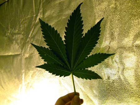 An example of a 7-finger cannabis leaf (most common type of leaf for adult cannabis plants)