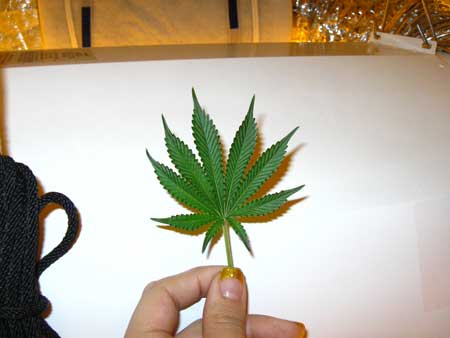 Cannabis leaf with 9 "fingers" or points