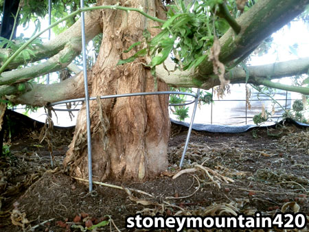 Base of a huge cannabis plant resembles the trunk of a tree (complete with "bark")!