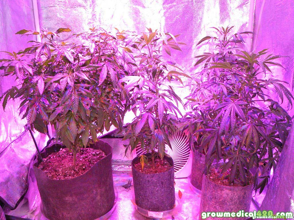 Hanfblatt  LED Leuchtschild Cannabis  Marihuana  THC Hanf grow 