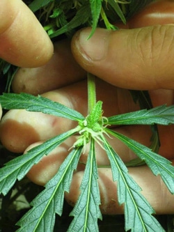 Bud growing on center of cannabis leaf - mutation