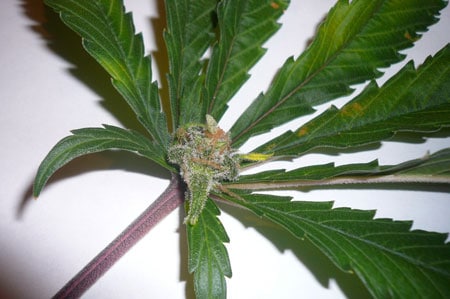 Trichome-covered bud growing from a cannabis leave - bonus!