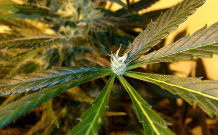Marijuana leaf with trichome-encrusted bud growing directly in the center where the leaf meets the stem